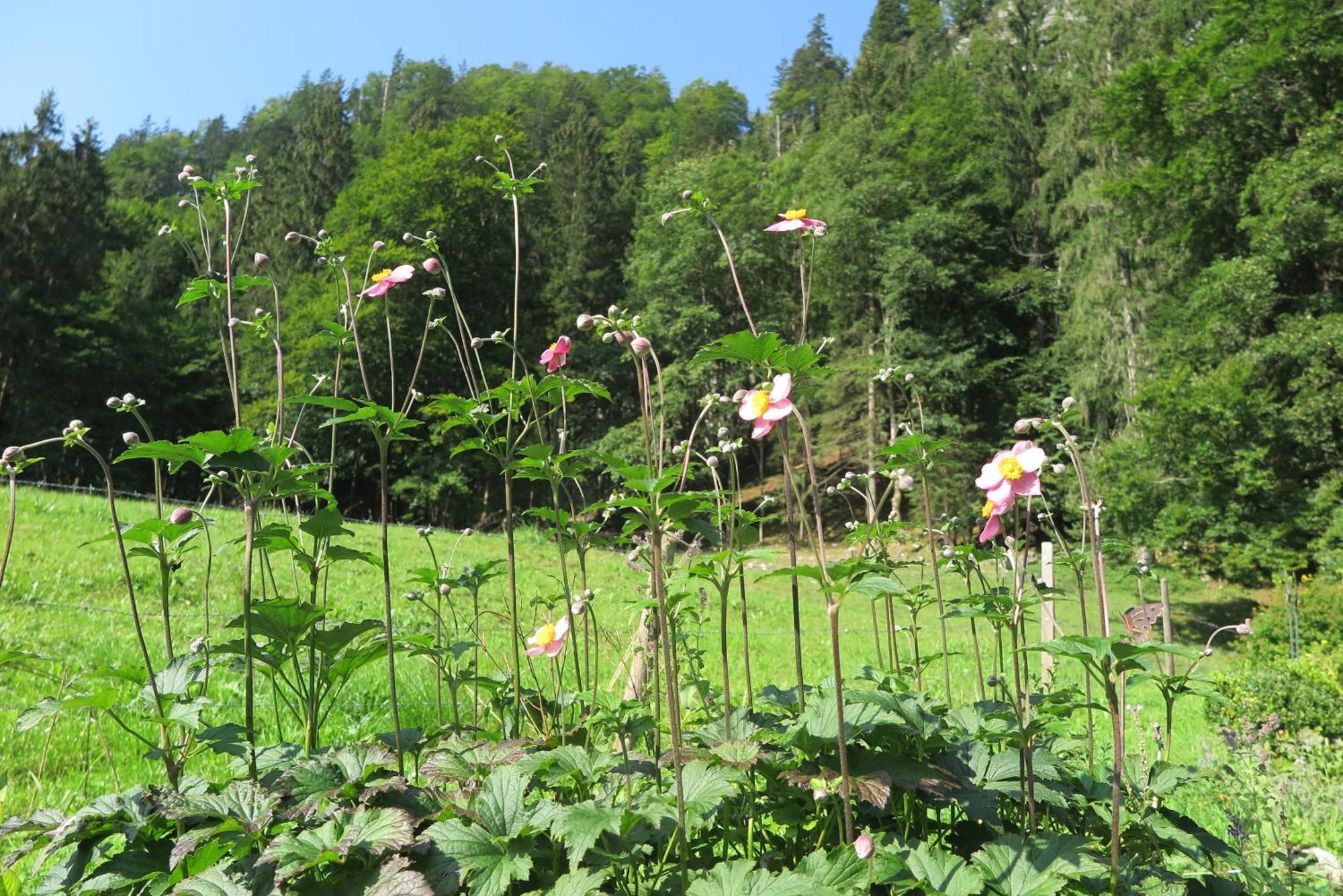 Ferienwohnungen Haus Waldwinkel Aschau im Chiemgau Bagian luar foto