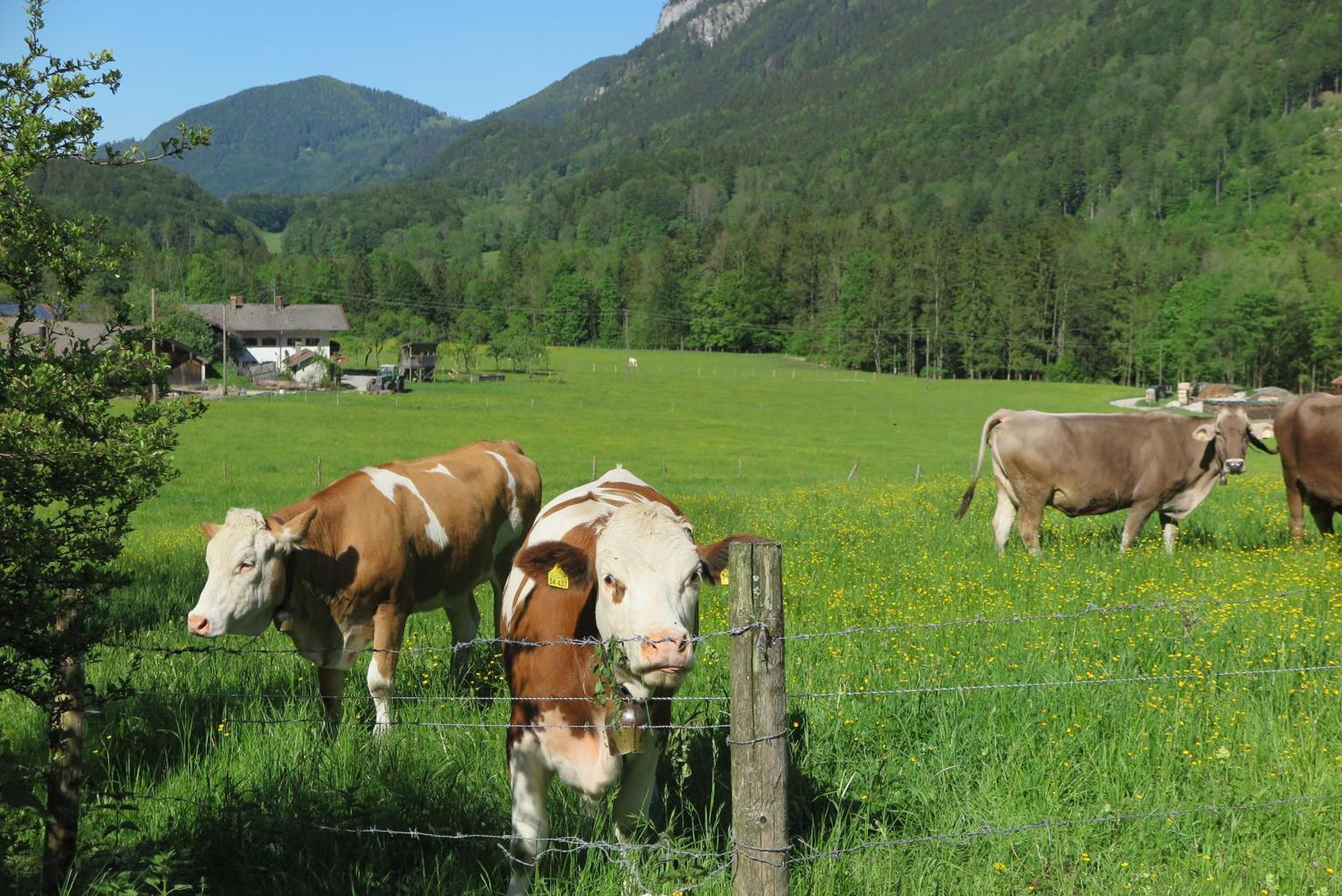 Ferienwohnungen Haus Waldwinkel Aschau im Chiemgau Bagian luar foto